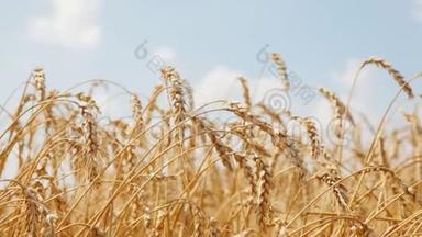 成熟小麦的<strong>穗</strong>状花序顶着蓝天。 准备收割的田地
